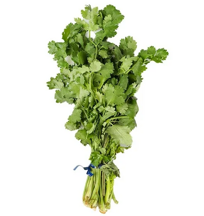 Cilantro